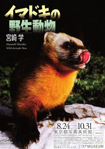宮崎学「イマドキの野生動物」：artscapeレビュー｜美術館・アート情報
