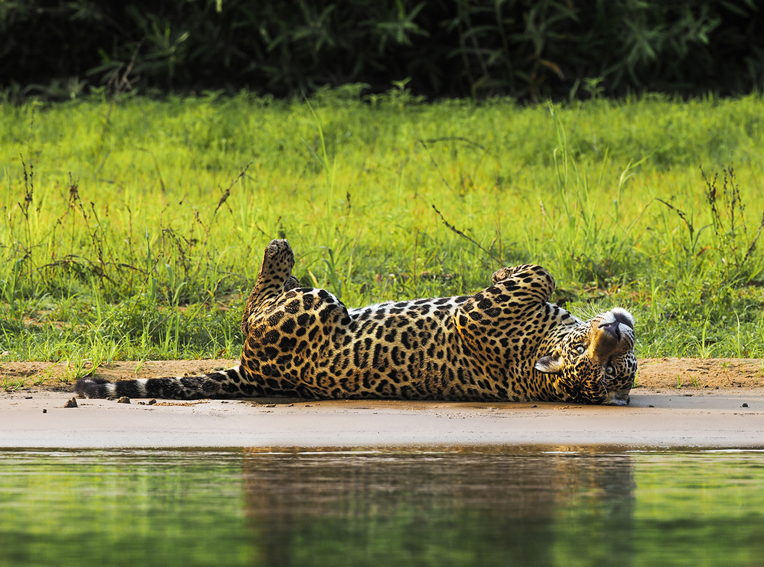 岩合光昭写真展 PANTANAL パンタナール 清流がつむぐ動物たちの大湿原：artscapeレビュー｜美術館・アート情報 artscape