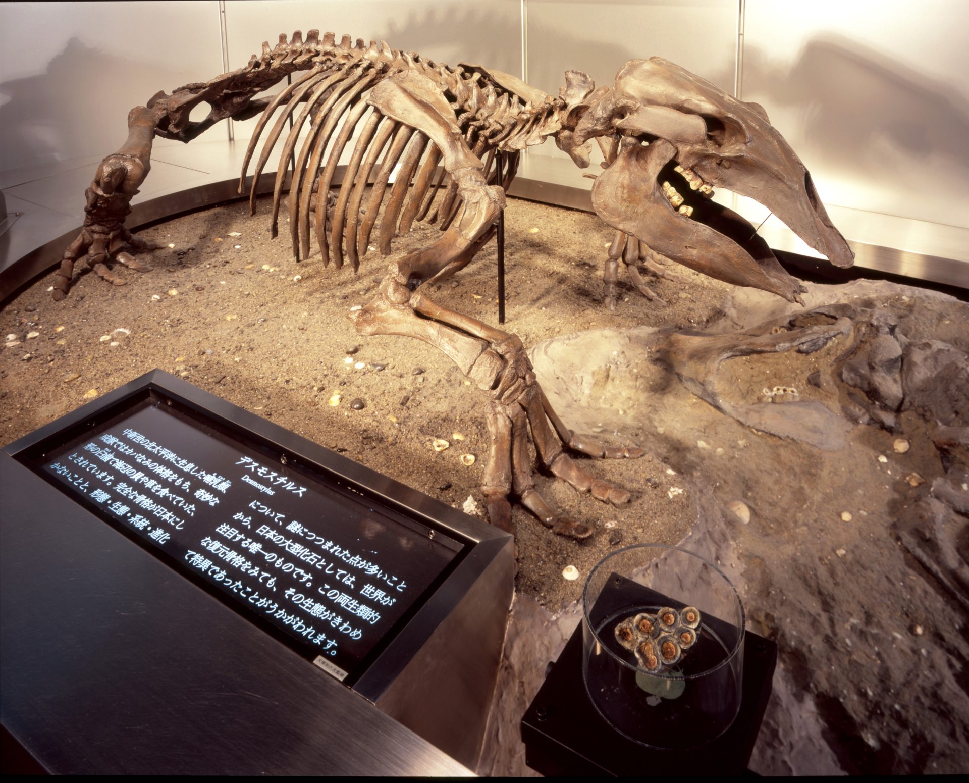 デスモスチルス（レプリカ）