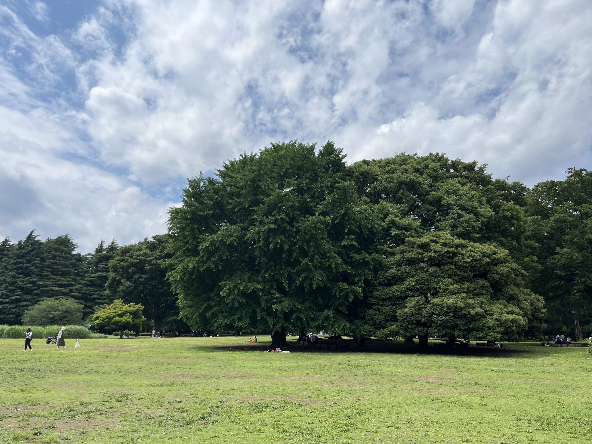 編集雑記……31──交わされる声がもたらす癒やしのようなものと、その在り処