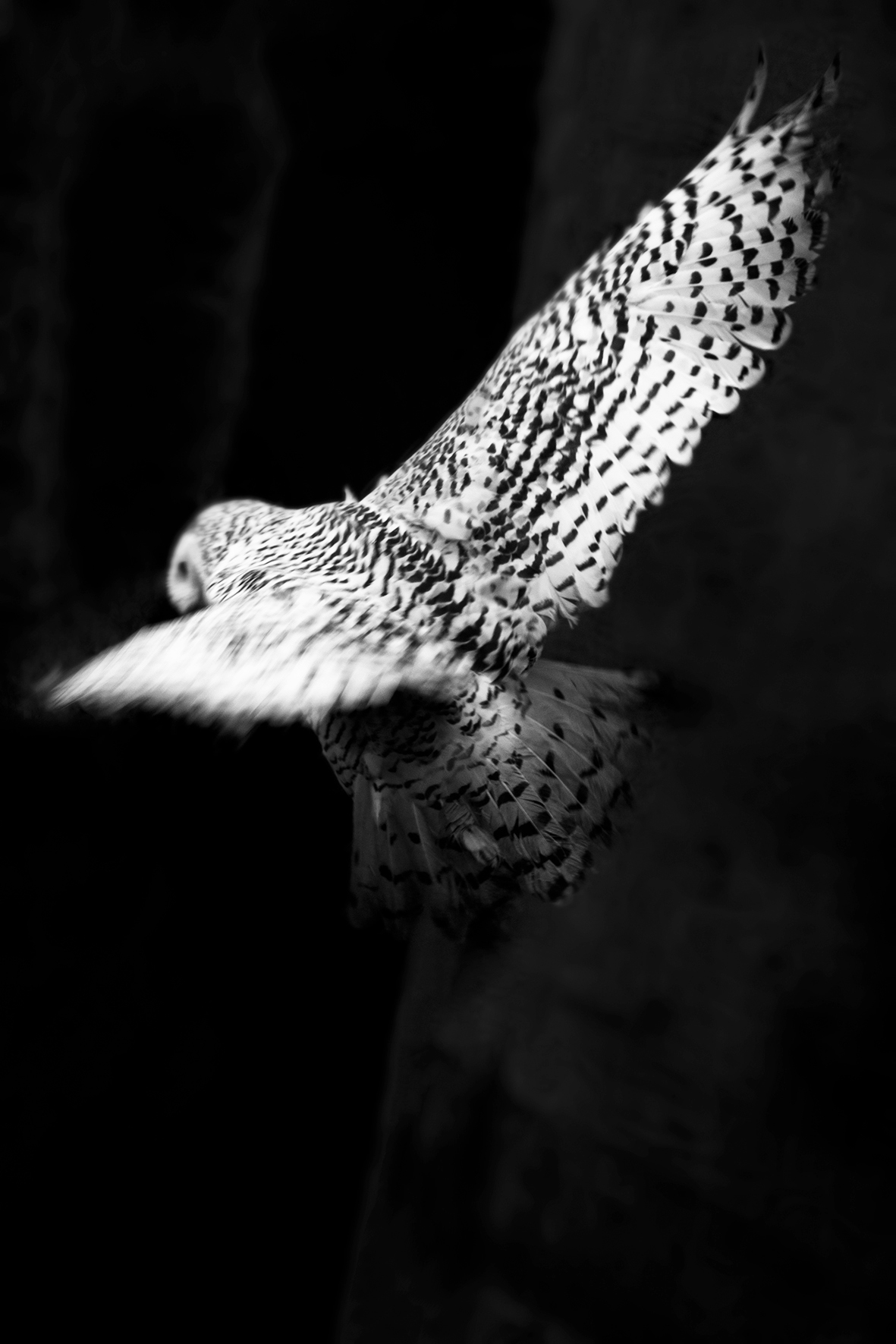 ことのは（Kotonoha）｜井津由美子写真展