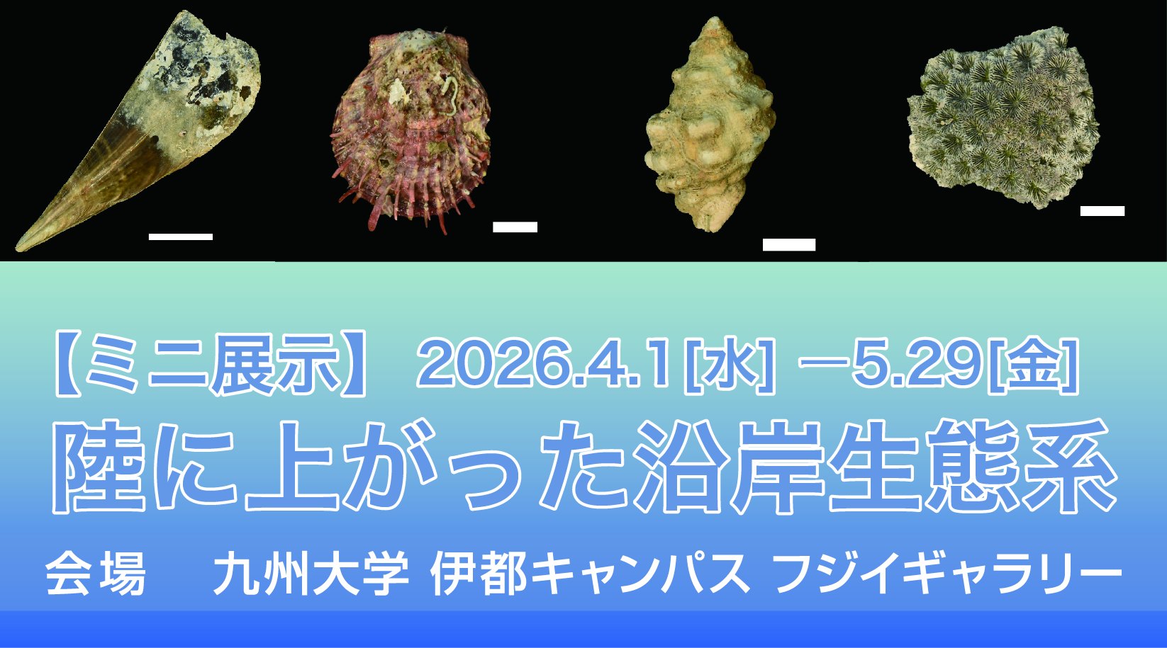 【ミニ展示】陸に上がった沿岸生態系