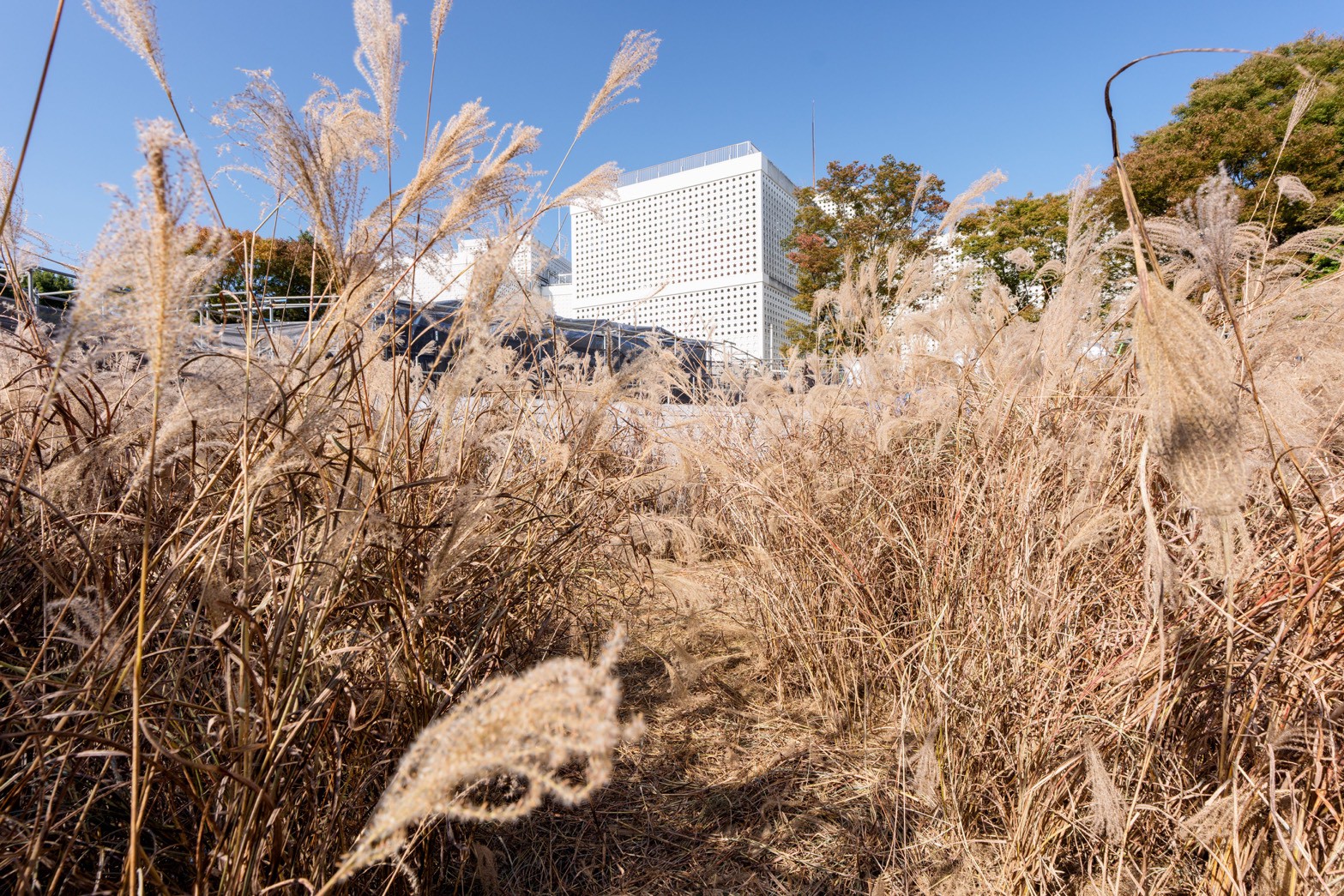 青山新｜｢獸（第3章／EDGE）」（後編）