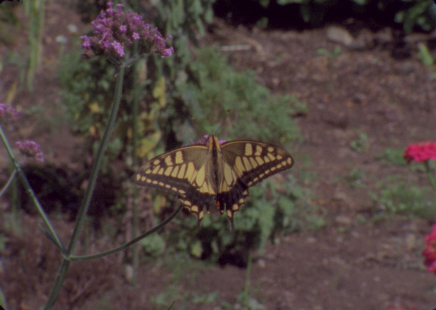 【東京】映像プログラム「FILMS – Art and Film? 言葉で定義できない映像の未来」