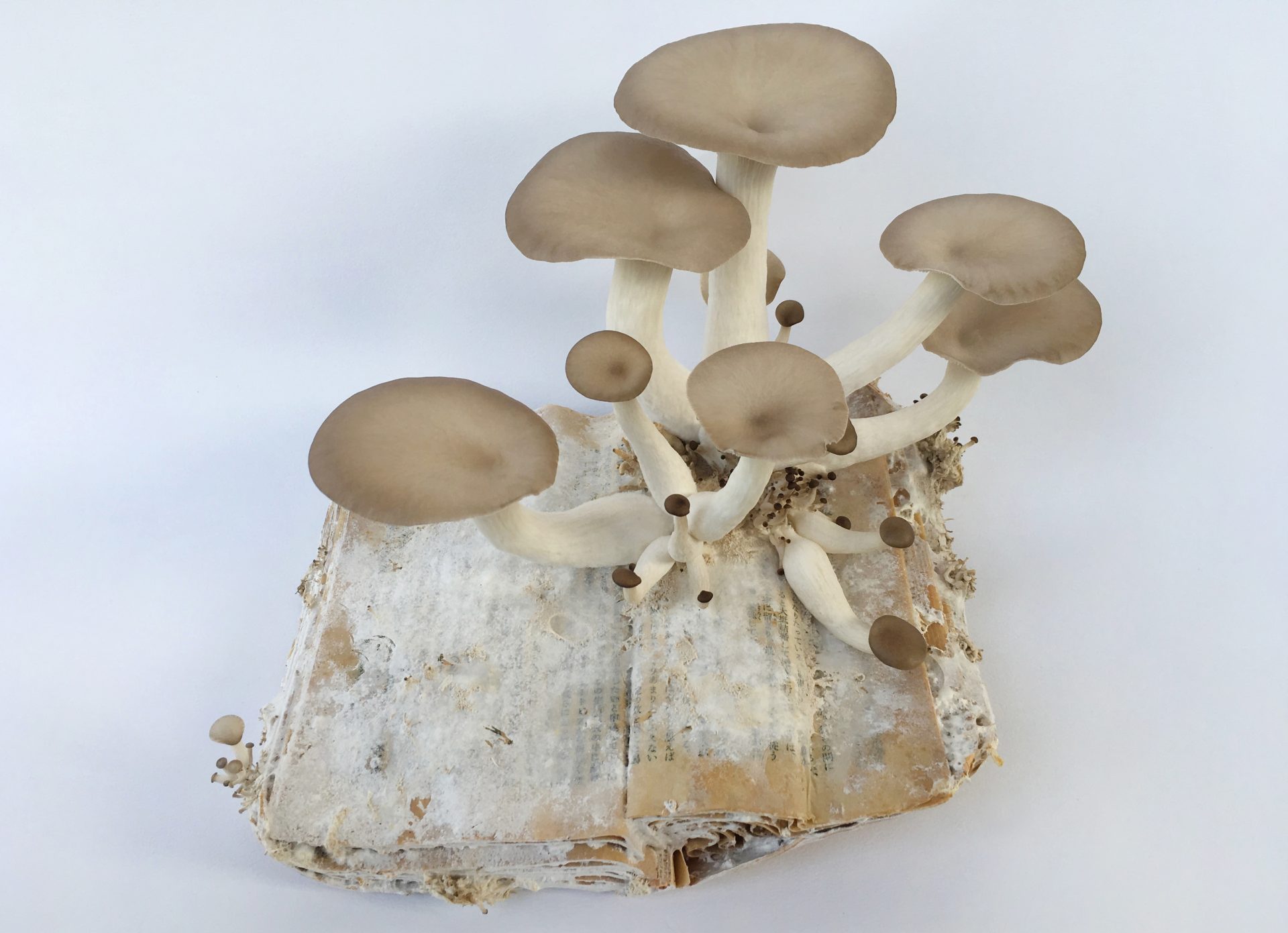 Mycobook Kyoto, 2026　福本浩子 個展