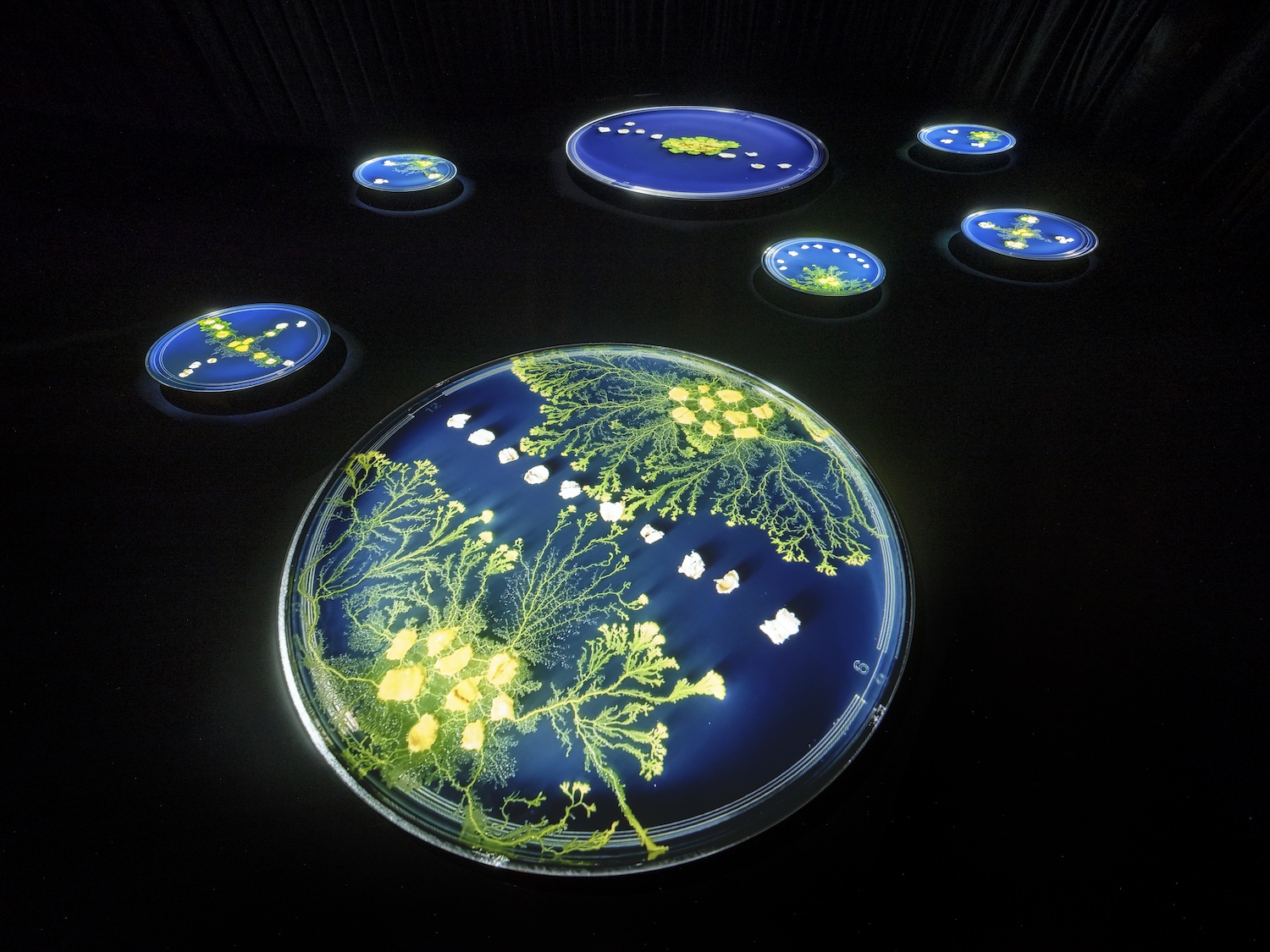 四方幸子｜プレコンセプションケアから粘菌へ──市原佐都子『肉の上を粘菌は通った』より